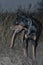 Doberman dog digs its paws and rips teeth pieces of soil in search of a rodent or ground squirrel