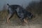 Doberman dog digs its paws and rips teeth pieces of soil in search of a rodent or ground squirrel