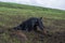 Doberman dog digs its paws and rips teeth pieces of soil in search of a rodent or ground squirrel