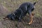 Doberman dog digs its paws and rips teeth pieces of soil in search of a rodent or ground squirrel