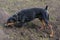 Doberman dog digs its paws and rips teeth pieces of soil in search of a rodent or ground squirrel