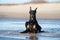 Doberman dog lying down on the beach