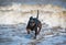 Doberman dog puppy swims in dirty water during a flood