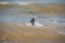 Doberman dog puppy swims in dirty water during a flood