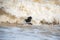 Doberman dog puppy swims in dirty water during a flood