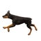 Doberman dog running