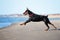Doberman dog running on a beach