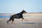 Doberman dog running on a beach