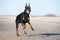 Doberman dog running on the beach