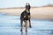 Doberman dog running on the beach