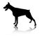 Doberman dog silhouette, icon