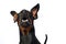 Doberman dog snaps in the air on white background