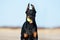 Doberman dog walking on a beach