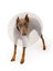 Doberman Dog Wearing a Cone