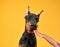 Doberman dog on a yellow background gnaws on a treat. funny pet