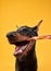 Doberman dog on a yellow background gnaws on a treat. funny pet