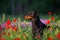 Doberman in flowers