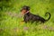 Doberman in flowers