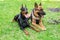 Doberman and German Shepherd, on the grass in the forest.