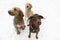 Doberman, Golden retreiver and goldendoodle dog through winter snow season