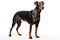 Doberman Guard dog clipart