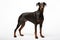 Doberman Guard dog clipart