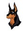 Doberman head mascot