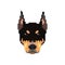 Doberman head in pixel art style.