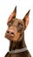 Doberman isolated over white