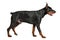 Doberman isolated on white background. Close up.