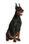 Doberman isolated on white background. Close up.