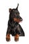 Doberman isolated on white background. creative photo.