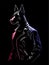 Doberman in a leather jacket on a dark background. Vector illustration.