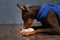 Doberman lying on floor, looks at running mouse