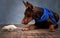 Doberman lying on floor, looks at running mouse