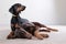 Doberman male and female pets