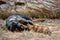 Doberman and miniature dachshund puppy playing in a forest