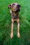 Doberman mix dog with funny expression on a green lawn