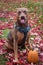 Doberman mix dog sitting, with tongue out and funny face, outside with an orange pumpkin on green lawn covered in red fall leaves