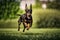 doberman in the park, running and jumping across the lawn