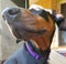 Doberman pincher dog face domestic pet vet