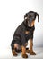 Doberman pincher puppy