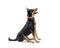 Doberman Pinscer Crossbreed Dog Profile