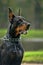 The Doberman Pinscher