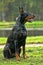 The Doberman Pinscher