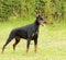 Doberman Pinscher