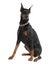 Doberman Pinscher (5 years old)