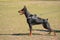 Doberman Pinscher