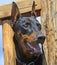 Doberman pinscher