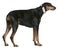 Doberman Pinscher, 9 years old, standing